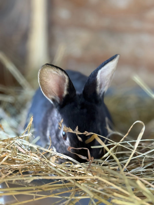 How to get started with meat rabbits: everything you need to know
