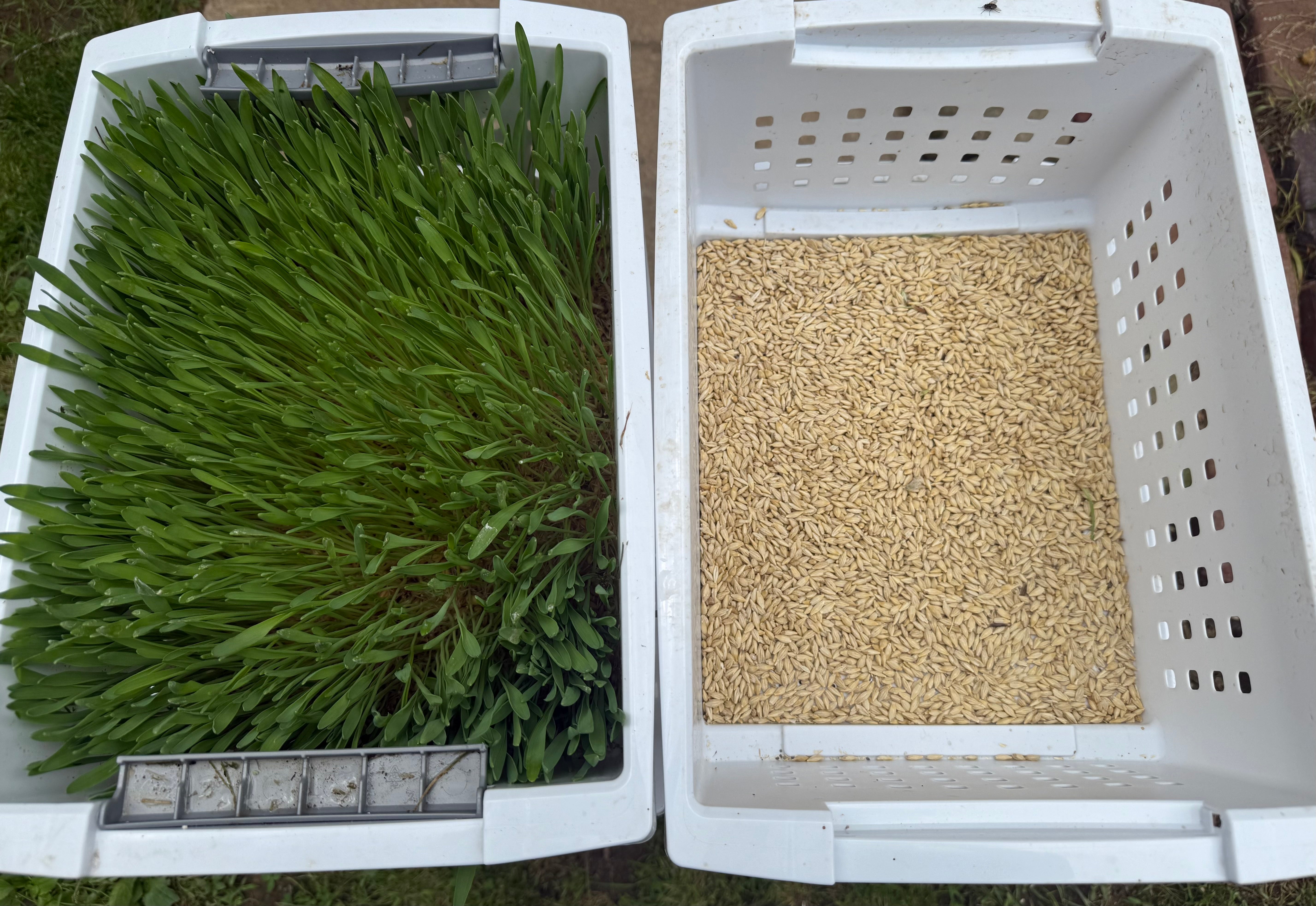 Sheep Fodder What is fodder? How to turn grains into fresh feed for livestock – The ...